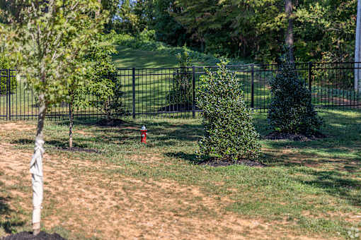 A small tree is planted in a grassy area.