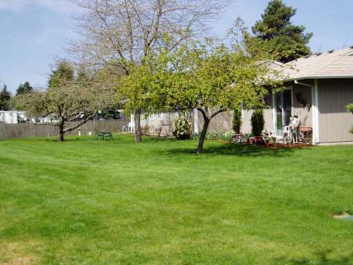 A tree with green leaves stands in a grassy yard.