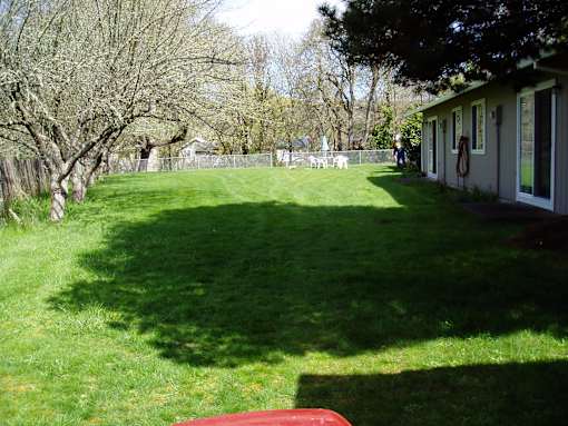 A backyard with a green lawn and a tree.