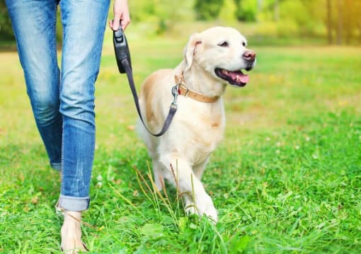 a person walking a dog on a leash