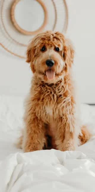 A small brown dog with curly fur is sitting on a white surface.
