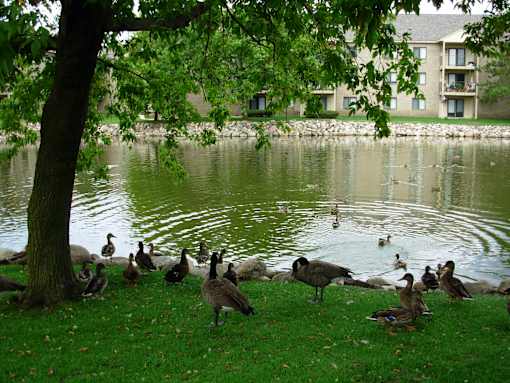 A group of geese are standing on the grass by a pond.