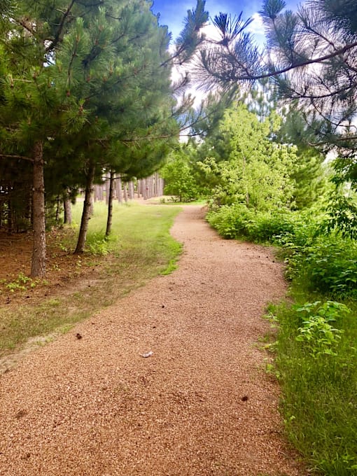A dirt path winds through a forest of tall trees.