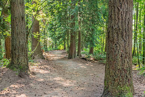 A forest path with trees on either side.