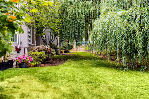 A garden with a lawn and a weeping willow tree.