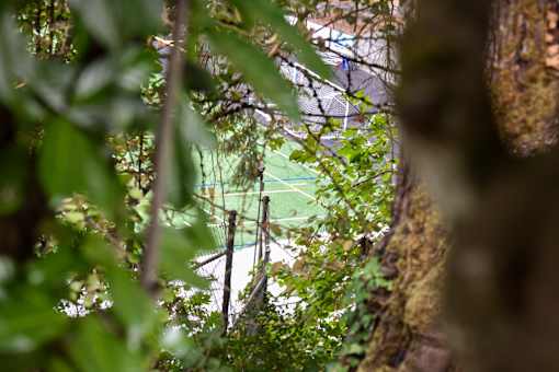 A tennis court is seen through the leaves of a tree.