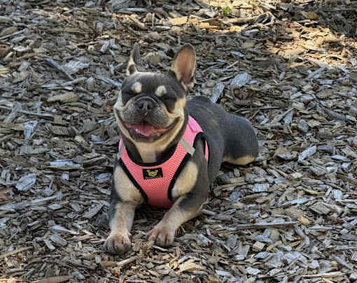 River Cliff Apartments Dog Park