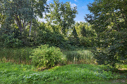 A lush green forest with a clear blue sky above.