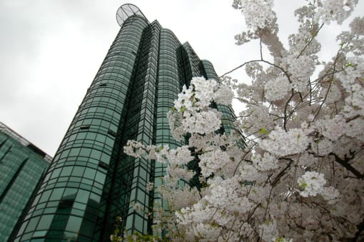 a skyscraper is seen behind a cherry blossom tree in front of it in toky