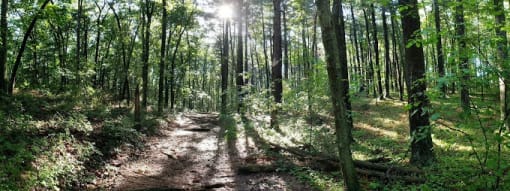 a dirt trail in the middle of a forest