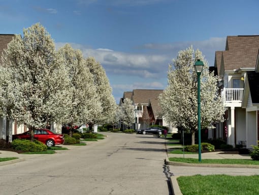 A residential street lined with blooming trees and parked cars. at Twin Fountains Apartments, Mason, OH