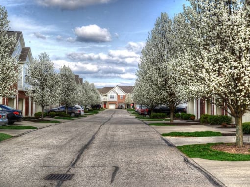 A residential street lined with blooming trees and parked cars. at Twin Fountains Apartments, Mason, OH, 45040