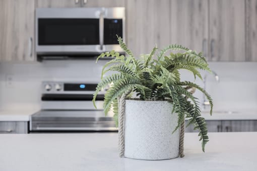 a plant in a pot on a kitchen counter