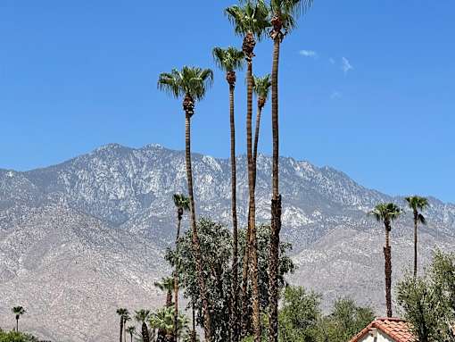 Palm trees in front of a mountain.