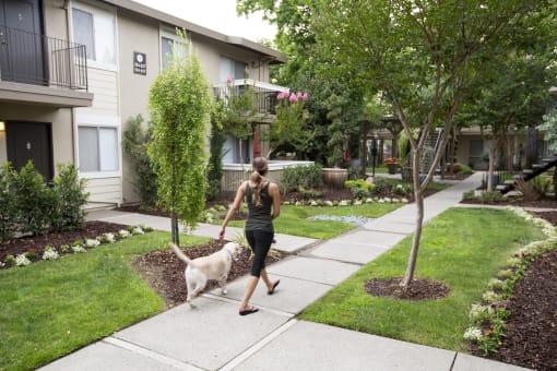 a woman walking her dog on a sidewalk at Abby Creek Apartments, California 