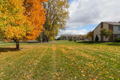 A tree with orange leaves stands in a field of fallen leaves.