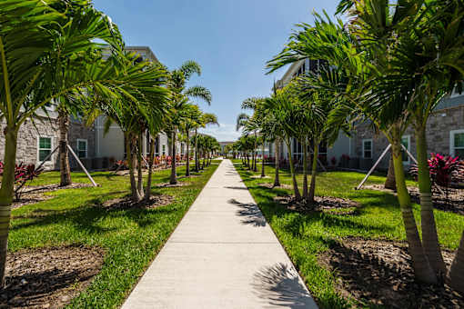 A concrete walkway is lined with palm trees and leads to a building.