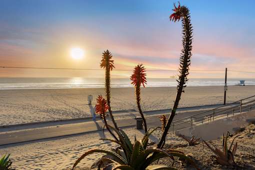 A sunset view with a plant in the foreground at Ocean Breeze Terrace Apartment, California