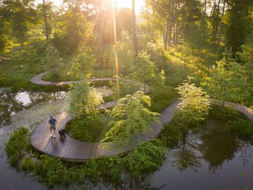 A person walking a dog on a wooden path in a lush green forest.