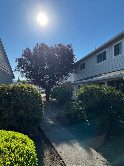 A tree in a residential area with a house and bushes.