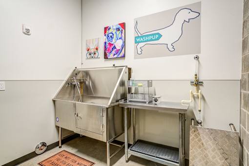 pet wash