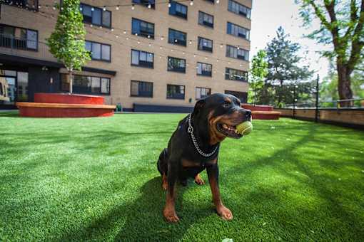 Pet park at Archer Tower in Denver, CO