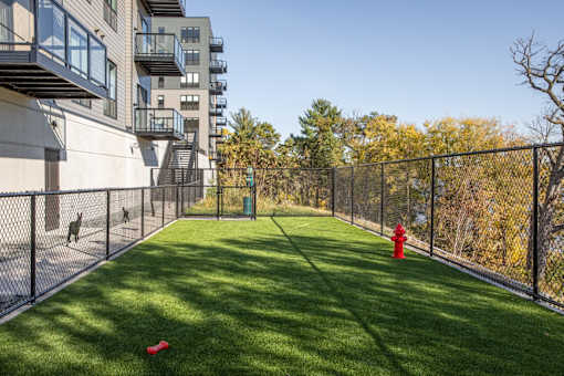 A dog is walking on a leash in a fenced in area.