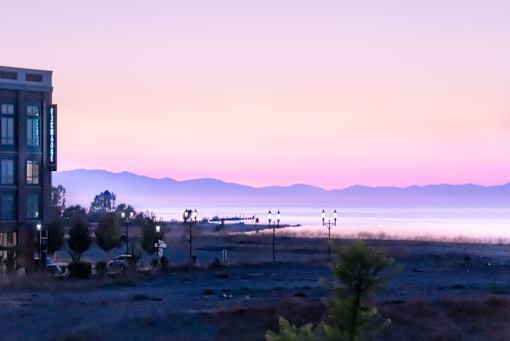 A pine tree stands in the foreground of a landscape with a mountain range in the background.