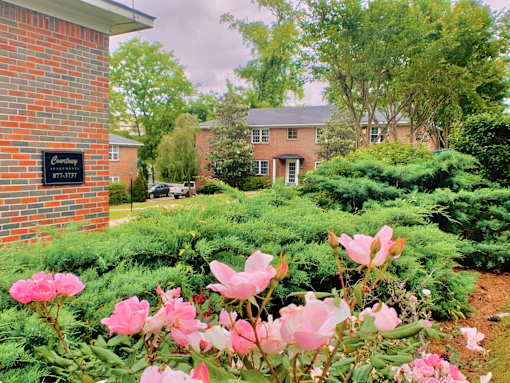 a garden with pink flowers in front of a brick building