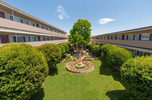 A tree in a courtyard surrounded by bushes and a fountain.