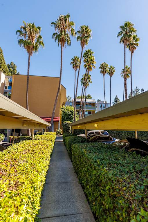 A row of palm trees in front of a building.