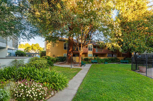 A tree with white flowers is in the foreground of a residential area.