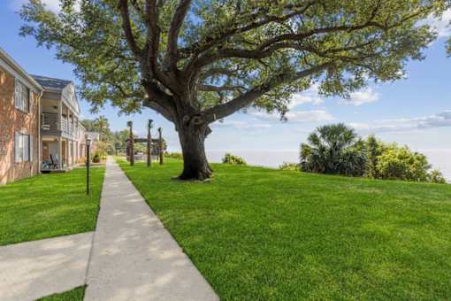 a sidewalk in front of a tree and a building