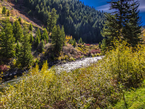a river flowing through a forest in the mountains