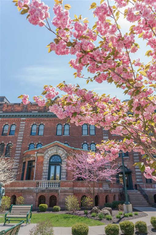 a tree with pink flowers in front of a brick building