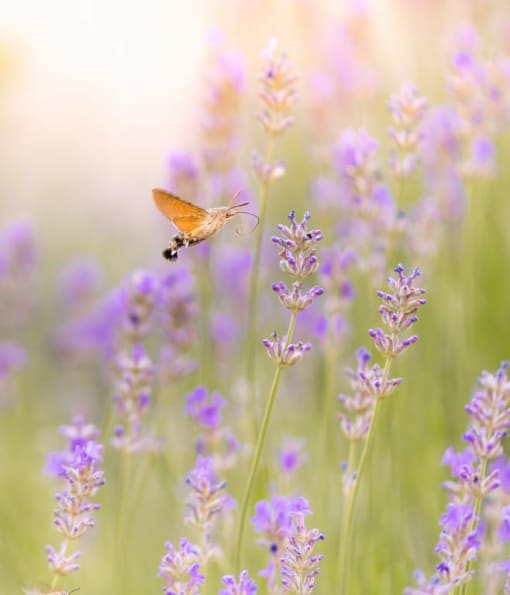 A butterfly is perched on a lavender flower.