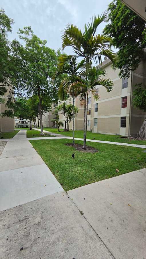 A concrete walkway leads to a grassy area with a tall palm tree.