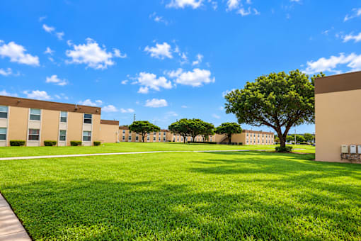 A tree stands alone in a grassy courtyard between two buildings.