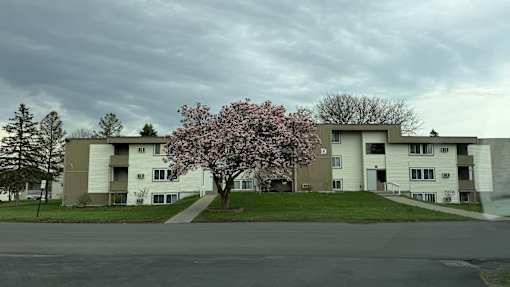 A tree with pink blossoms stands in front of apartment buildings.