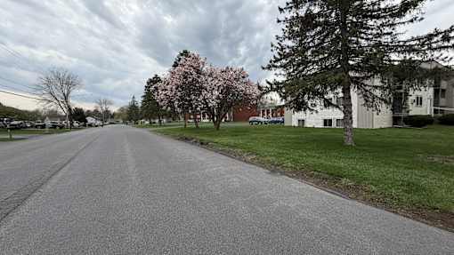 A tree with pink blossoms stands next to a road.