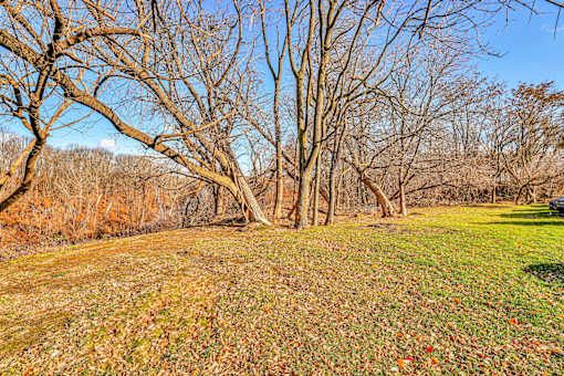 A field with trees and grass.