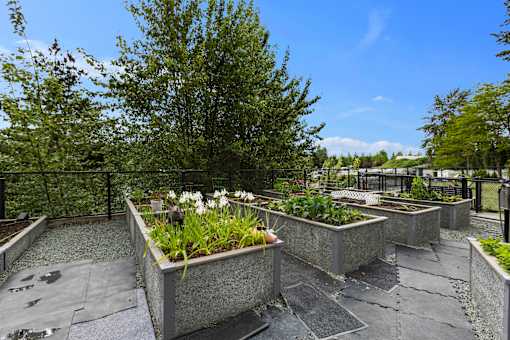 A garden with grey slabs and concrete planters with white flowers and green trees in the background.