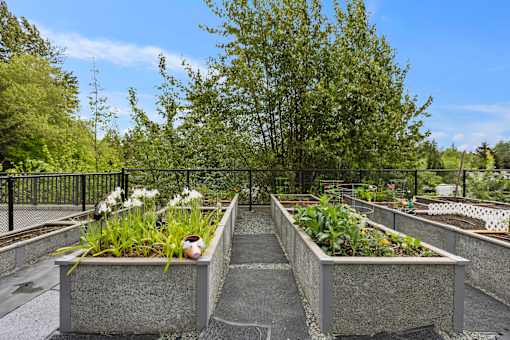 Community garden planters with white flowers at Ovation at Paine Field