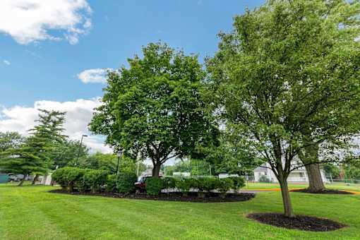 A tree with a thick trunk and a canopy of green leaves stands in a mulched garden bed.
