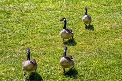 a group of geese walking in the grass