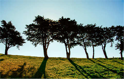 A row of trees on a grassy hill.