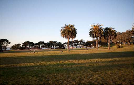A field with palm trees and a few people.