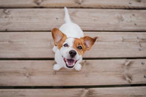 A small white and brown dog with a big smile looking up at the camera.