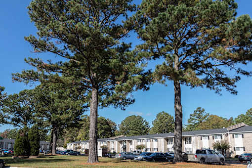 Two trees in front of apartment buildings.