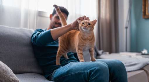 Man playing with cat on couch at Innsbrook Square, Glen Allen, VA